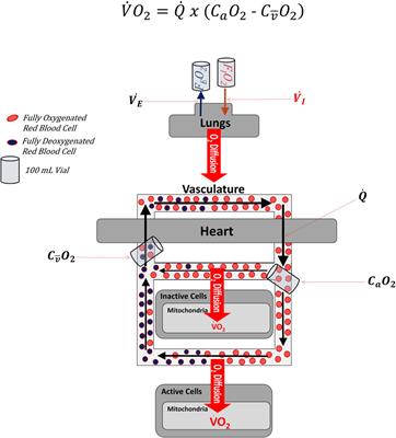 Overdot and overline annotation must be understood to accurately interpret V.O2MAX physiology with the Fick formula